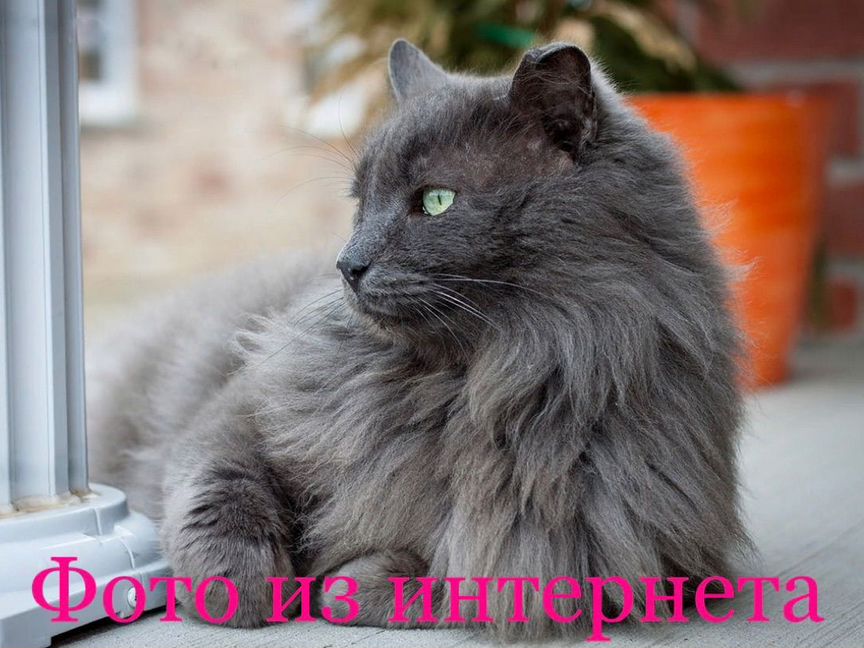 Кошка пушистая серая котенок