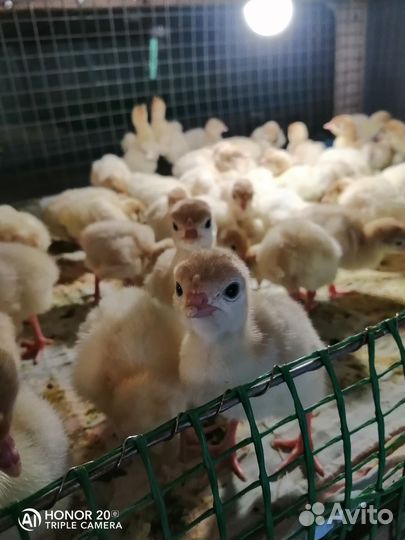 Индюшата, опт розница