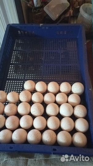 Инкубационное яйцо бройлера кобб 500,Росс 308