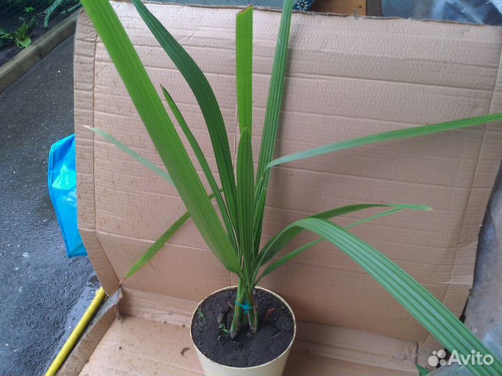 Пальма финиковая