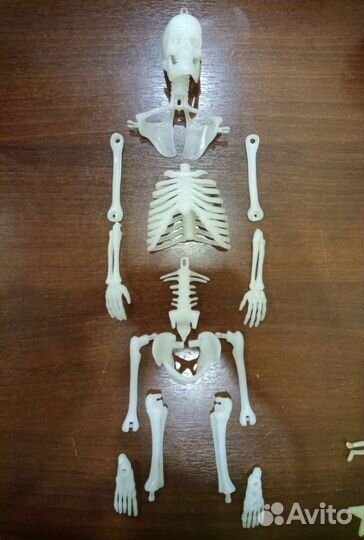 Скелет-светонакопитель Гарик, 30 см