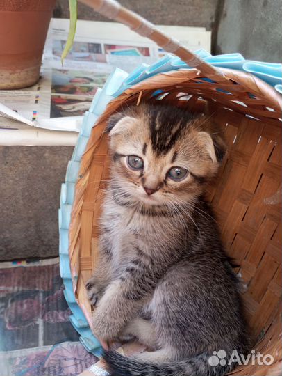 Шотландский вислоухий