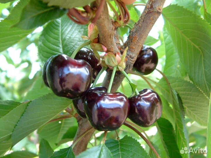 Черешня саженцы в ассортименте