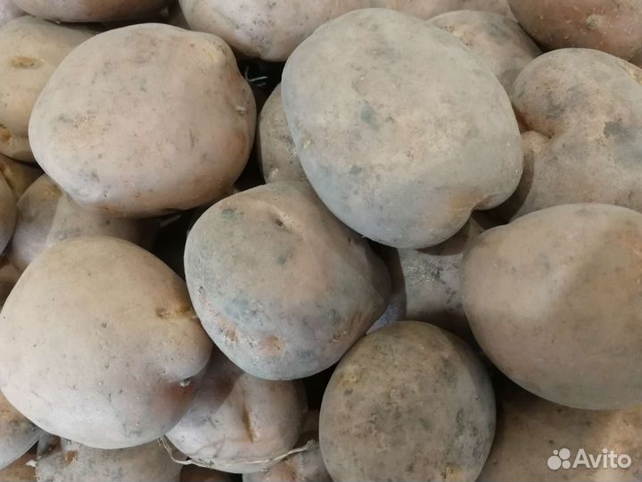 Картофель домашний