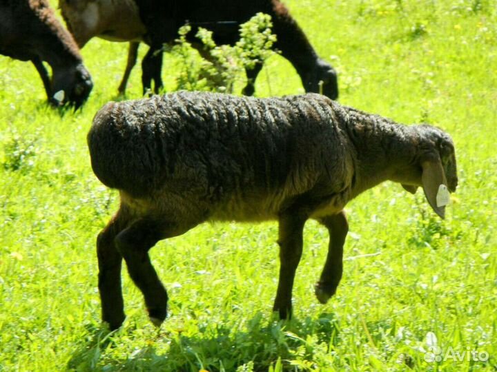 Живые бараны, ягнята, овцы