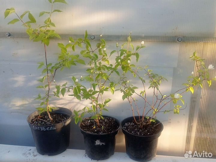 Декоративные кустарники и деревья