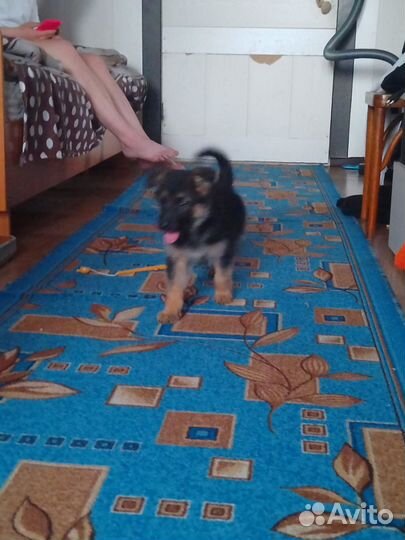 Немецкая овчарка