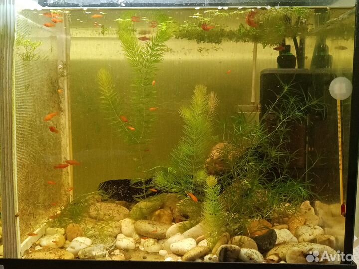 Меченосцы молодняк