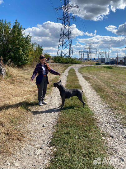 Дрессировка, воспитание, показ на выставке собак