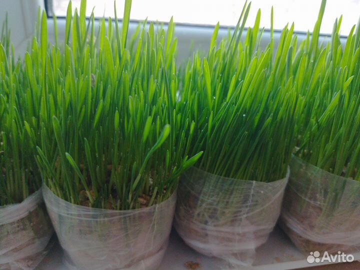 Трава для кошек