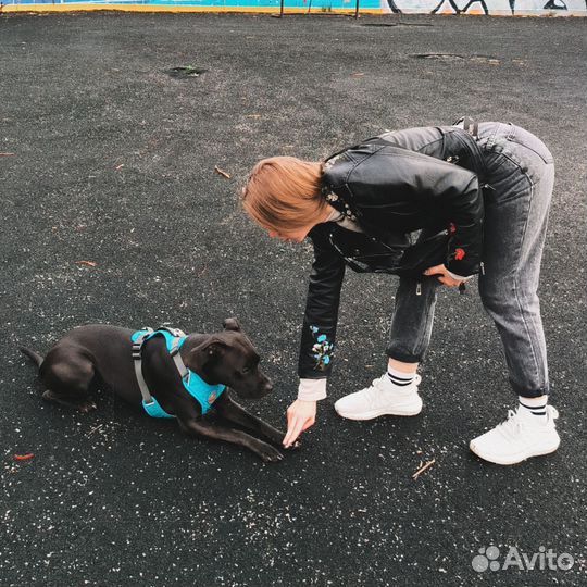 Кинолог, выгул собак