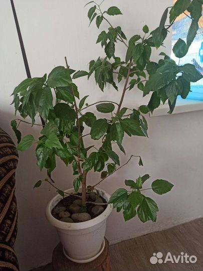 Комнатные цветы драцена