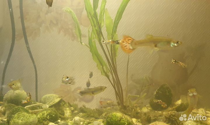 Аквариумные рыбки (гуппи)
