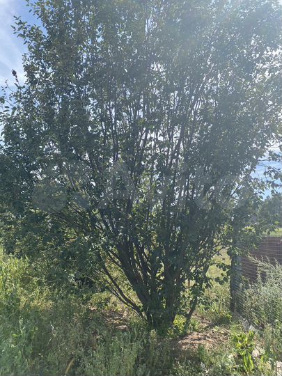 Дом 100 м² на участке 25 сот.