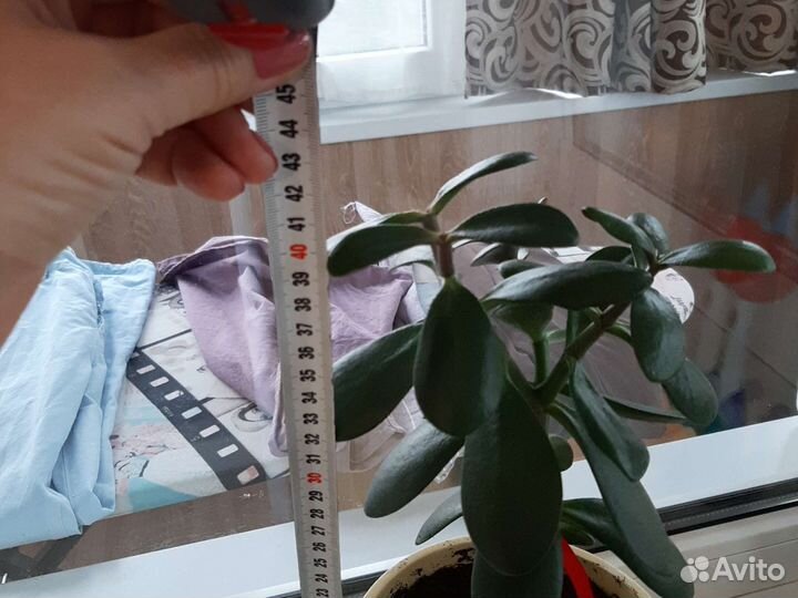 Крассула толстянка