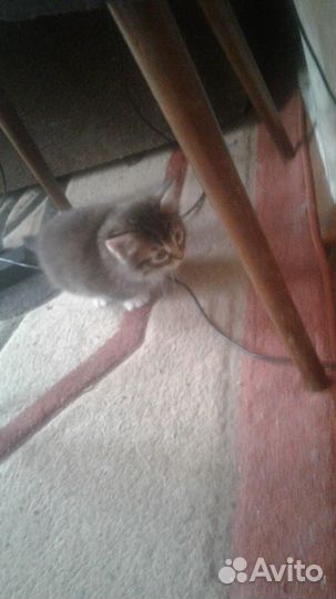 Прелестные котята