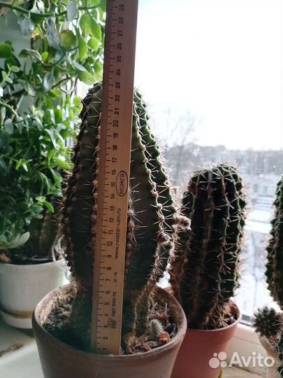 Кактусы и скуленты