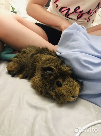 Морская свинка бесплатно