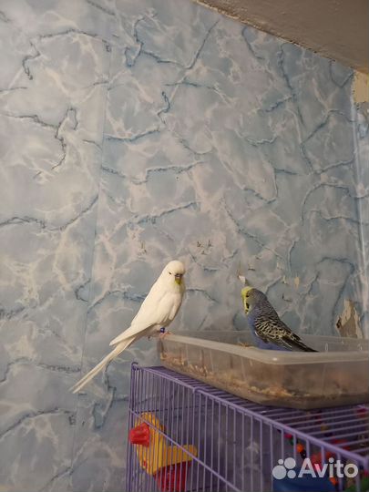 Малышка ввп чех