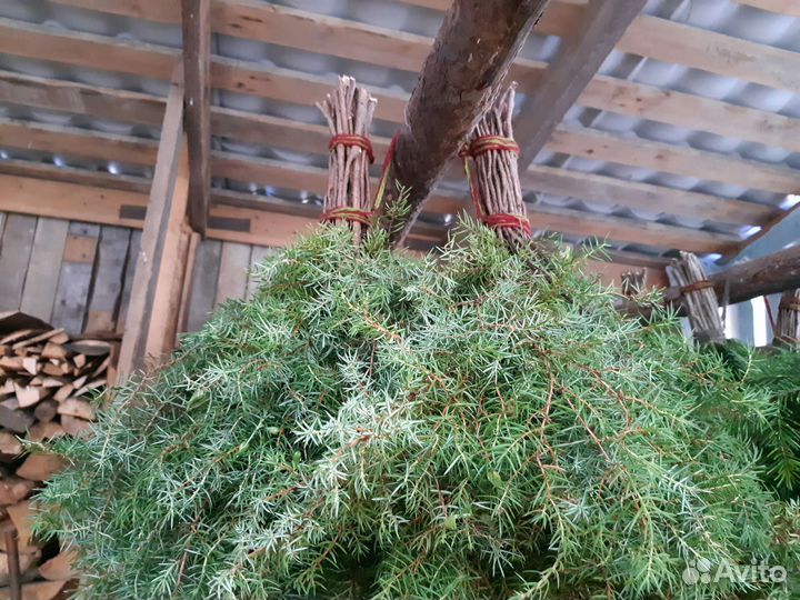 Можжевельник, саженцы от 50см