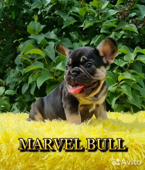Французский бульдог