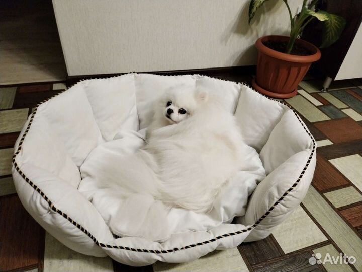 Лежанка домик для собаки