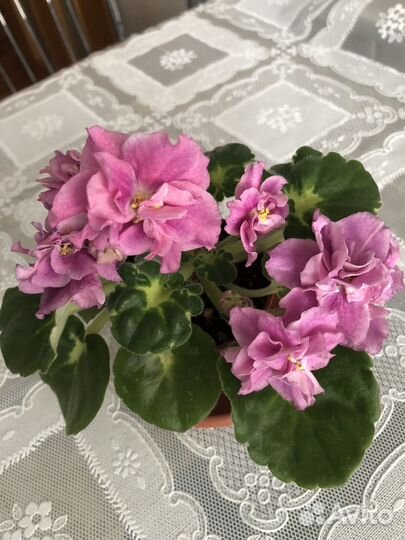 Фиалки сортовые,цветущие и детки