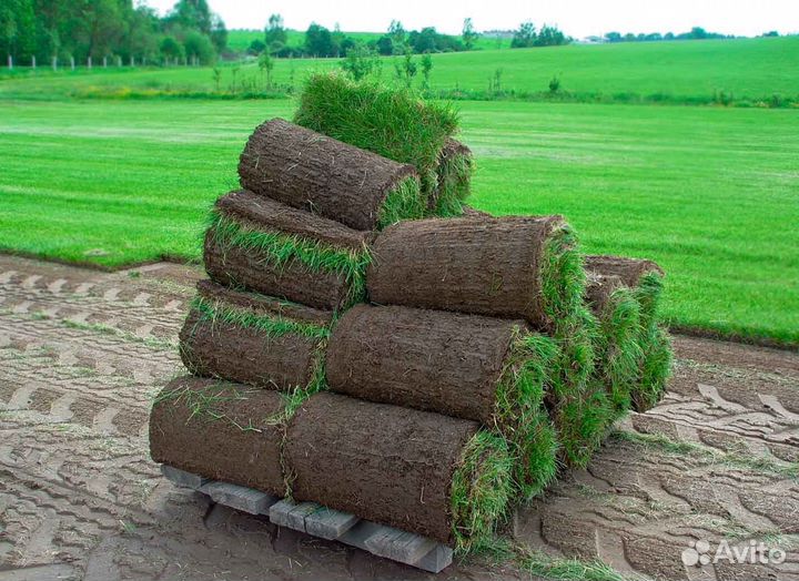 Газон рулонный мятлик