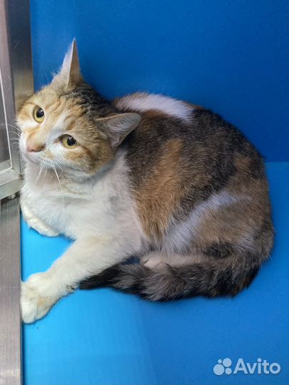 Кошка в дар бесплатно