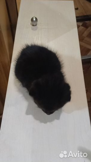 Черный котенок в добрые руки