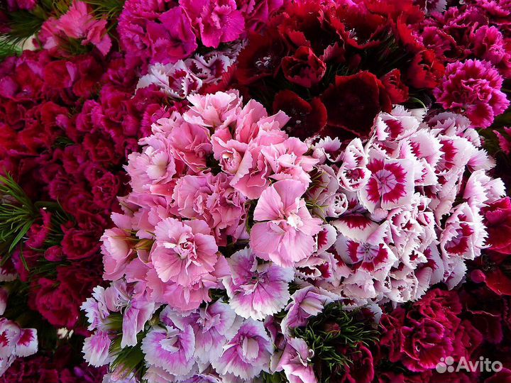 Гвоздики оптом и в розницу