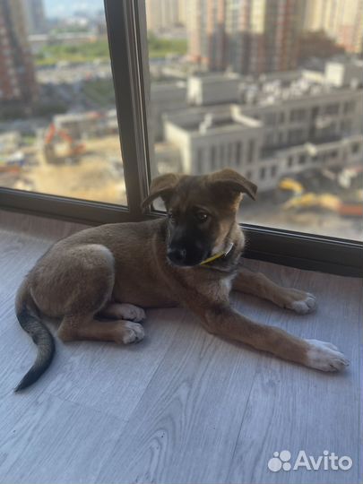 Метис бельгийской овчарки