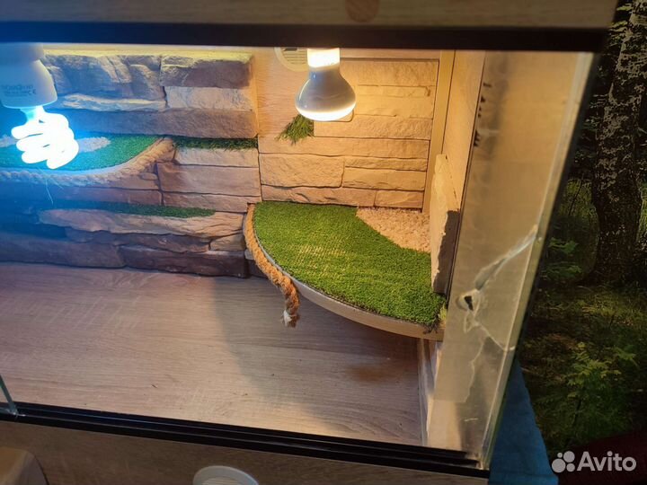 Террариум для рептилий бу