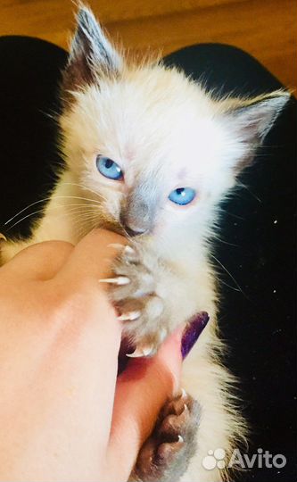 Тайские котята