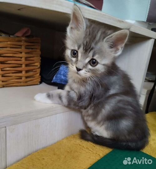 Кошка в дар бесплатно