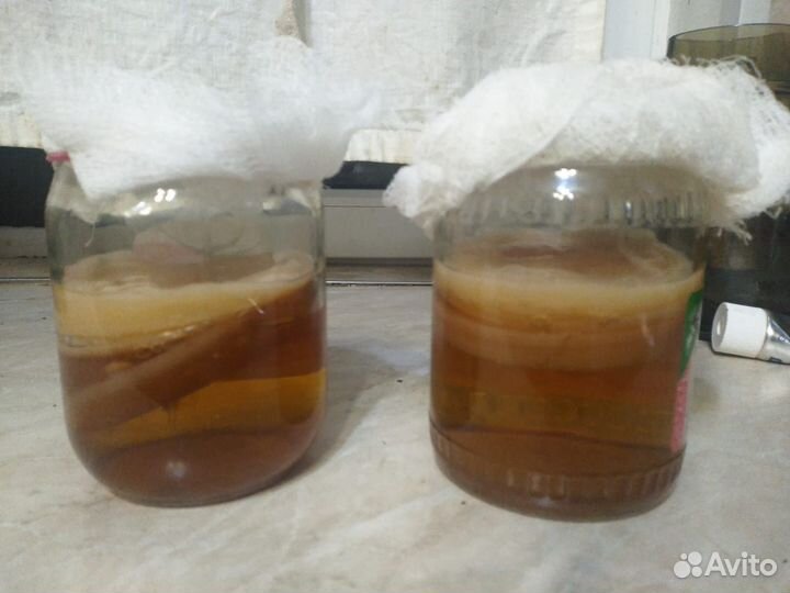 Чайный гриб (комбуча)