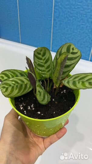 Маранта ктенанта