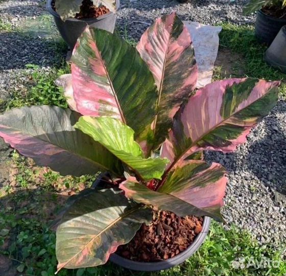 Антуриум вариегатный