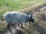 Баран,овцы,козочки,Ягнята