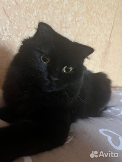 Вязка Кошка Шотландская Вислоухая