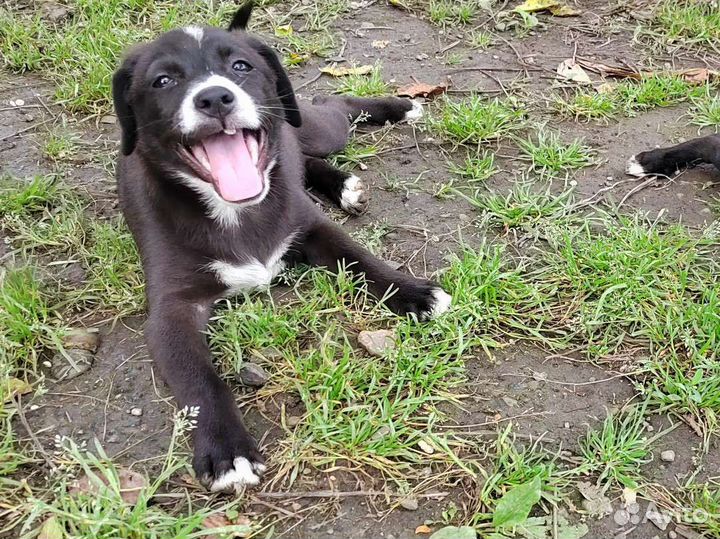 Отдам бесплатно щенят в добрые руки