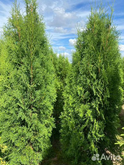 Туя Колумна 100 см