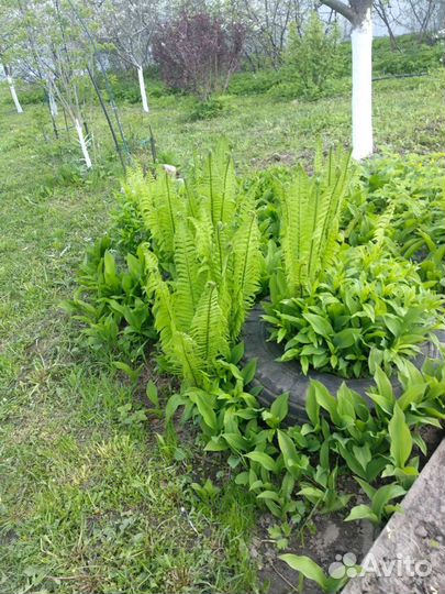 Папоротник декоративный