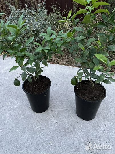 Лимон мейер