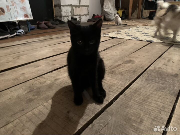 Отдам бесплатно кошек