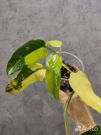 Филодендрон,монстера