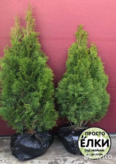 Туя западная Смарагд