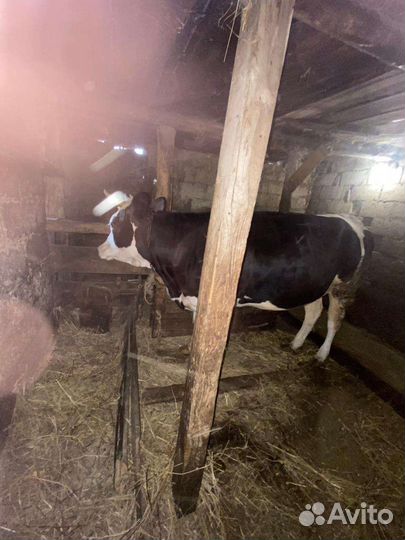 Продам телку стельную