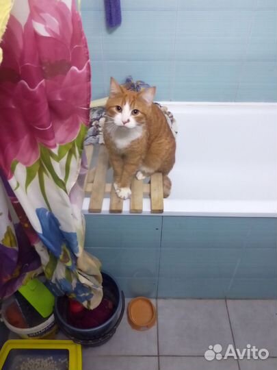 Кот рыжий 2 года