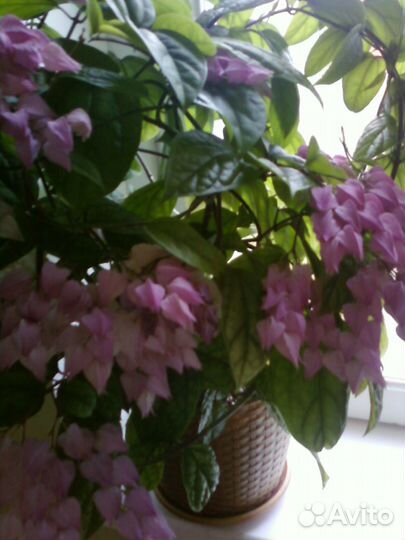 Клеродендрумы